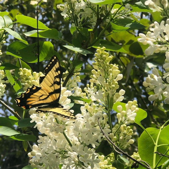 Meet your Posher, Jessica - Picture 1 of 1